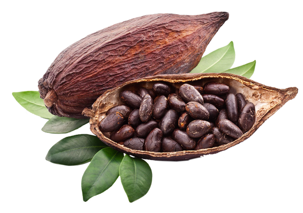 Cocoa